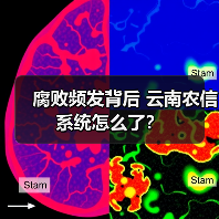 腐败频发背后 云南农信系统怎么了？